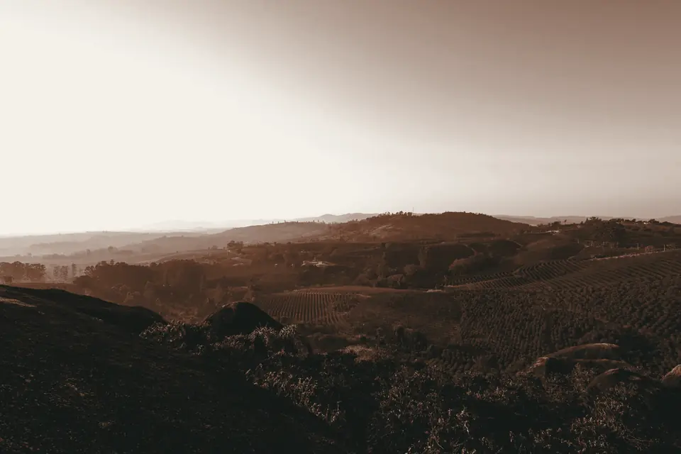 Lavoura de café em fileiras entre morros ao entardecer
